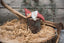 Gunnar Klarborg Nisse 